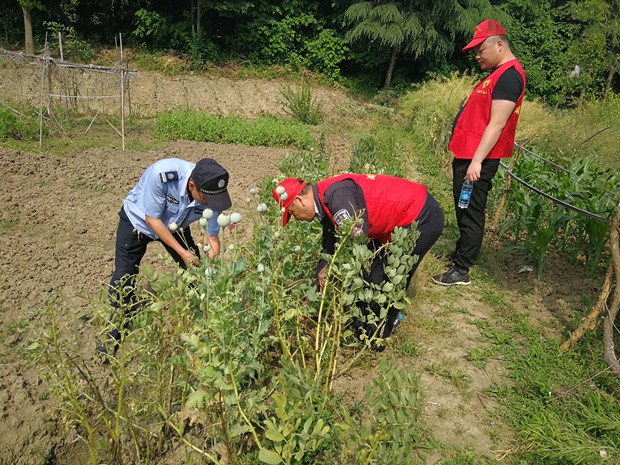 武进区湖塘镇淹城社区积极开展禁种铲毒踏查工作